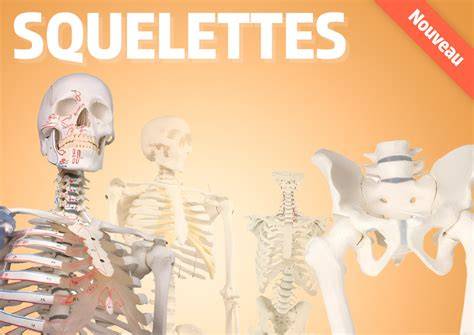 Squelettes PenalbaWeb.com