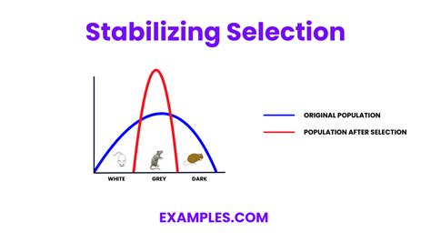Stabilizing PenalbaWeb.com