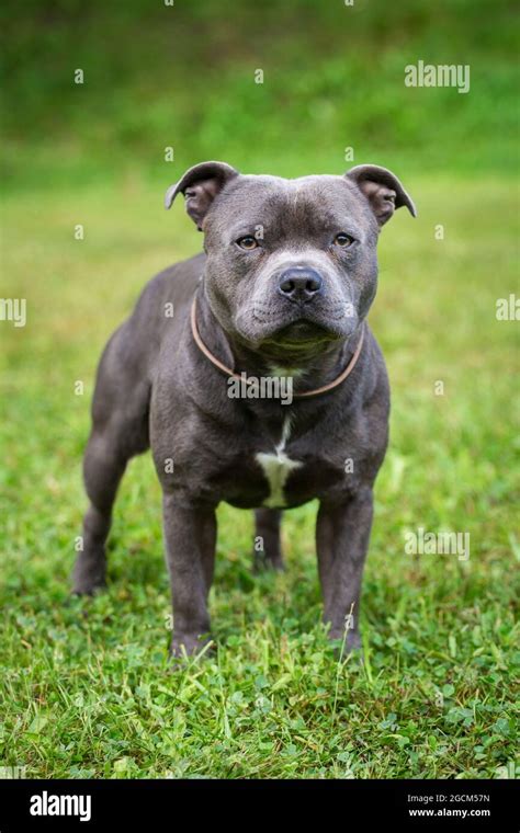 Staffordshire bull terrier blue PenalbaWeb.com