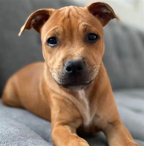 Staffordshire bull terrier cachorros PenalbaWeb.com
