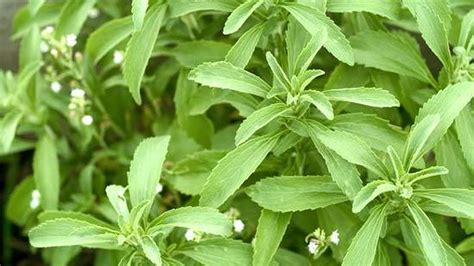 Stevia planta PenalbaWeb.com