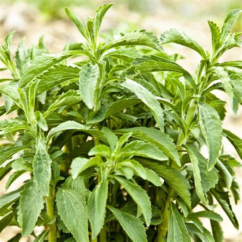 Stevia rebaudiana PenalbaWeb.com