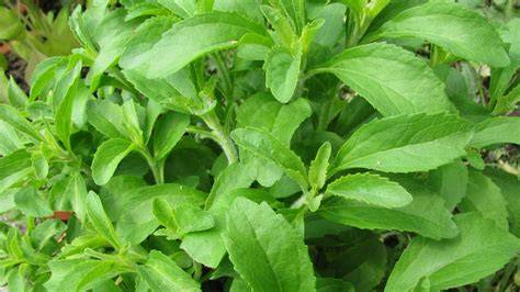 Stevia PenalbaWeb.com