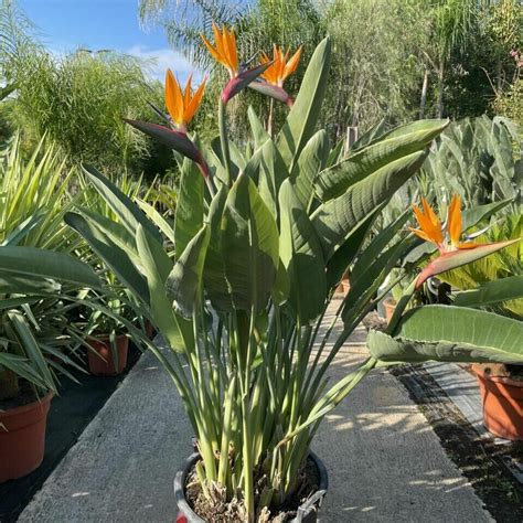 Strelitzia reginae PenalbaWeb.com