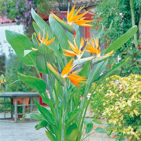 Strelitzia PenalbaWeb.com