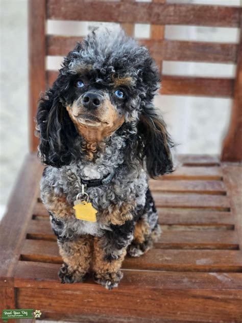 Stud poodle PenalbaWeb.com