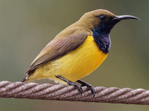 Sunbird PenalbaWeb.com