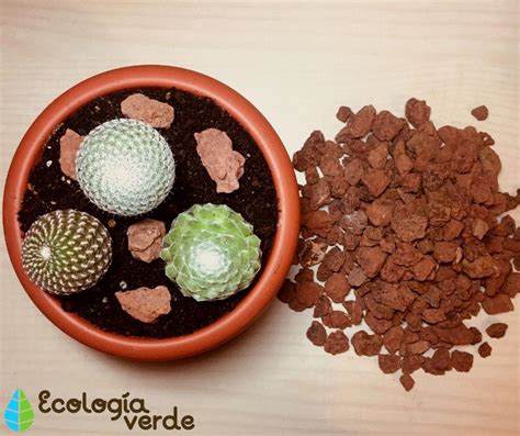 Sustrato cactus PenalbaWeb.com