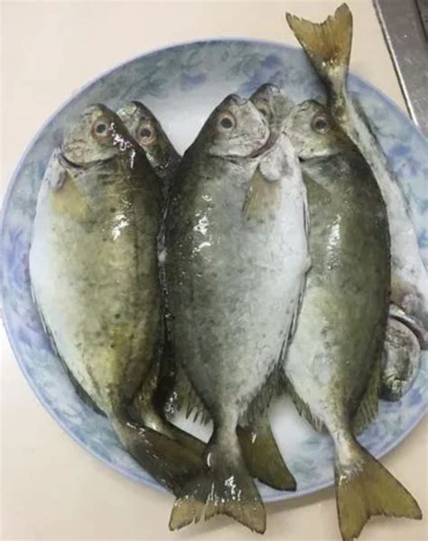 Taffi PenalbaWeb.com