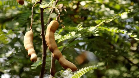 Tamarindo PenalbaWeb.com