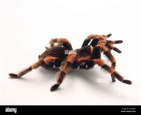 Tarantula PenalbaWeb.com