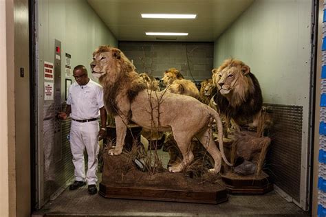 Taxidermia PenalbaWeb.com