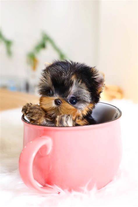 Tea cup puppies PenalbaWeb.com