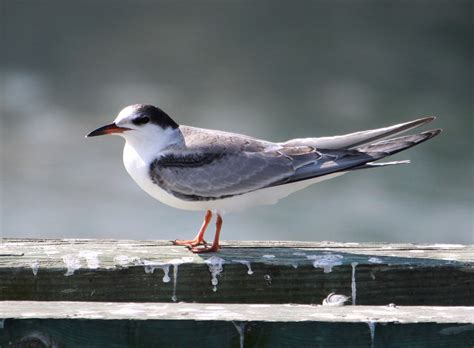 Tern PenalbaWeb.com