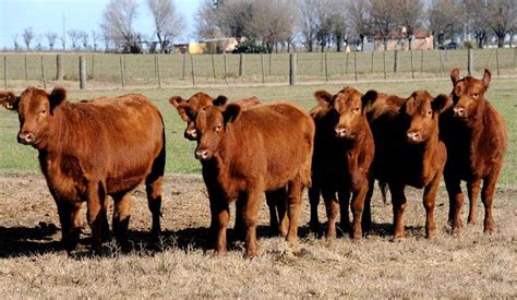 Terneras angus PenalbaWeb.com