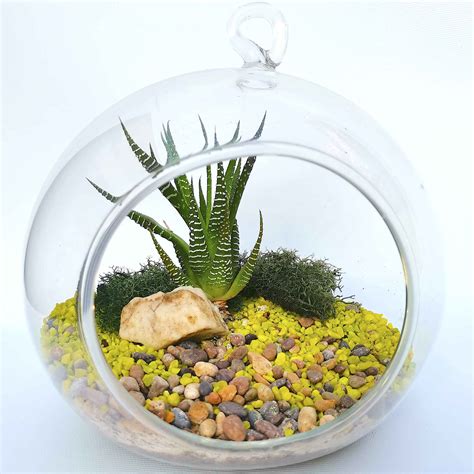 Terrareo PenalbaWeb.com