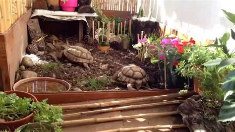 Terrario tortuga terrestre PenalbaWeb.com