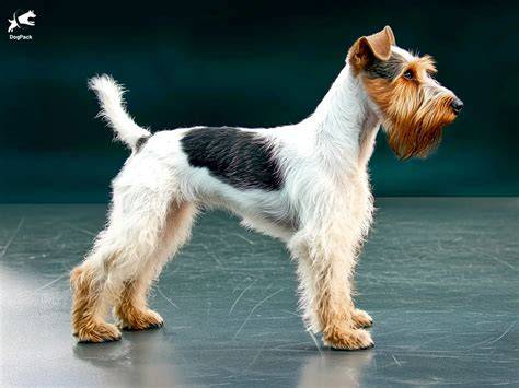 Terrier pelo PenalbaWeb.com