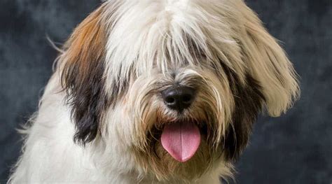 Terrier tibetano PenalbaWeb.com