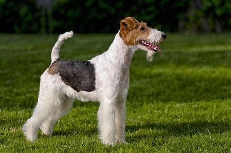 Terrier PenalbaWeb.com