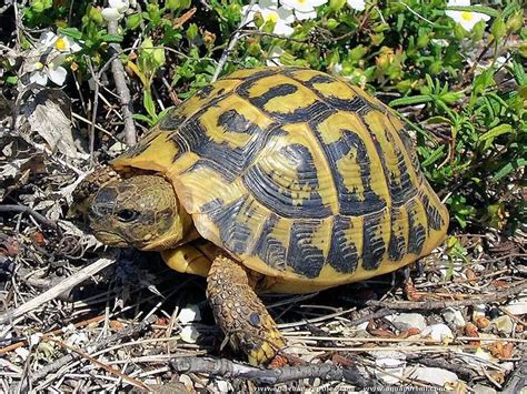 Testudo hermanni PenalbaWeb.com