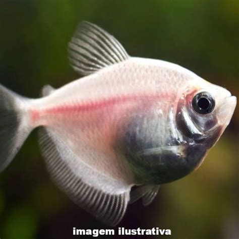 Tetra rosa PenalbaWeb.com