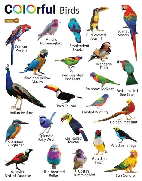 The birds birds PenalbaWeb.com