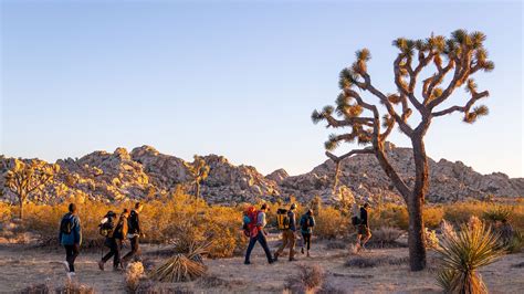 The joshua tree PenalbaWeb.com