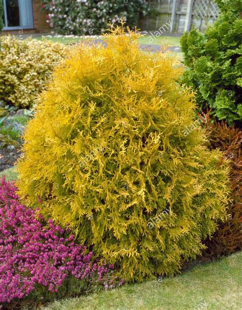 Thuja PenalbaWeb.com