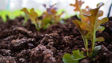 Tierra para jardin PenalbaWeb.com