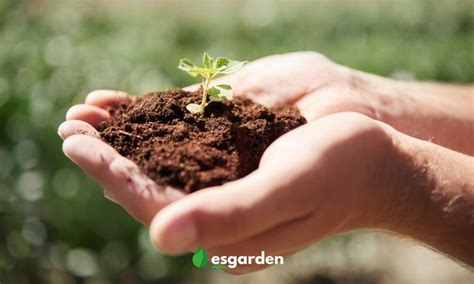 Tierra para plantas PenalbaWeb.com