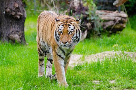 Tiger PenalbaWeb.com