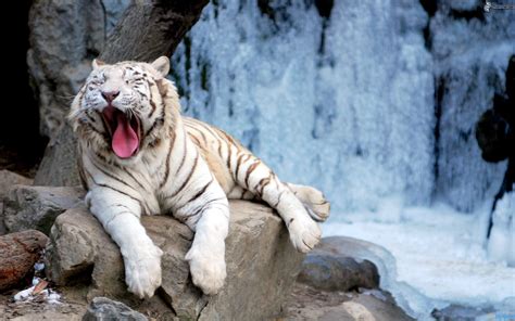 Tigre blanco PenalbaWeb.com