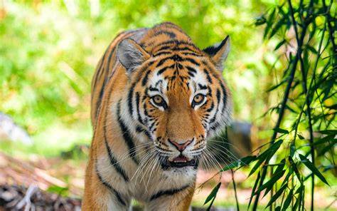 Tigre PenalbaWeb.com