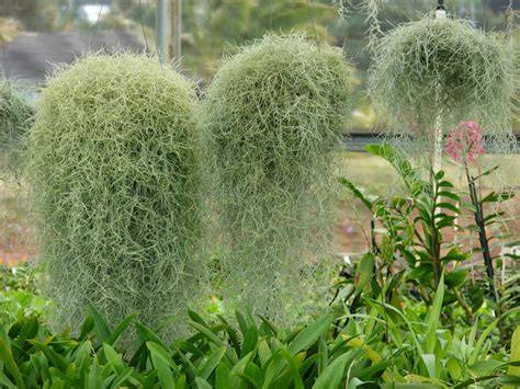 Tillandsia usneoides PenalbaWeb.com