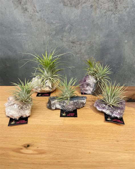 Tillandsia PenalbaWeb.com