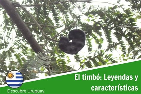 Timbo PenalbaWeb.com