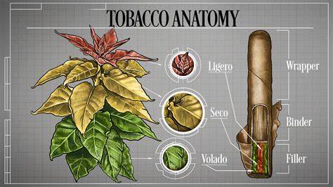 Tobacco PenalbaWeb.com