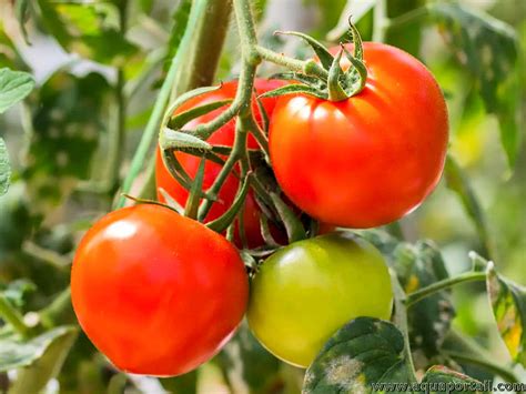 Tomate PenalbaWeb.com