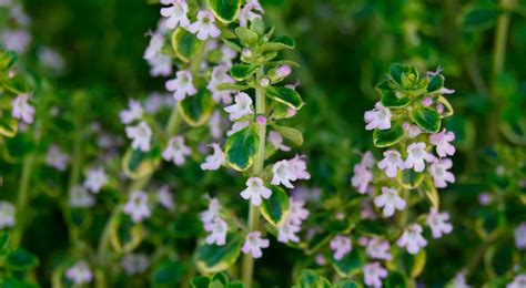 Tomillo thymus vulgaris PenalbaWeb.com