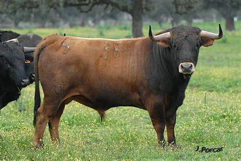 Toro lidia PenalbaWeb.com