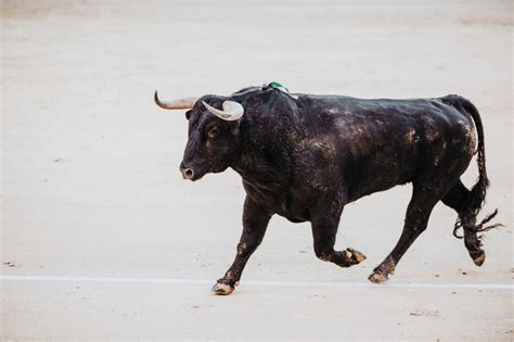 Toros antiguos PenalbaWeb.com