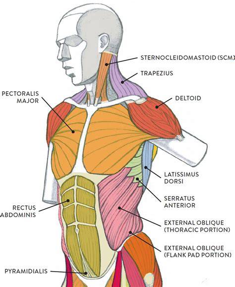 Torso PenalbaWeb.com