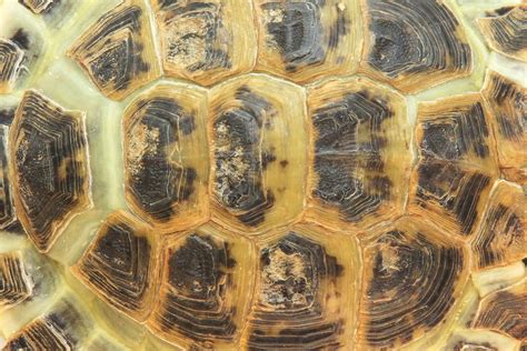 Tortoise shell PenalbaWeb.com