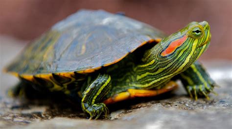 Tortuga florida PenalbaWeb.com