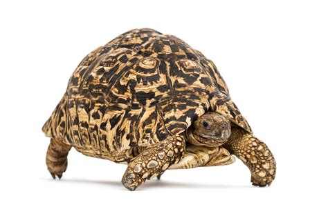 Tortuga leopardo PenalbaWeb.com