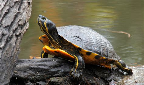 Tortuga orejas amarillas PenalbaWeb.com