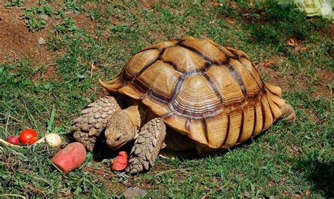 Tortuga sulcata PenalbaWeb.com