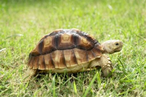 Tortuga de tierra PenalbaWeb.com