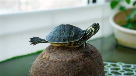 Tortugas de agua PenalbaWeb.com